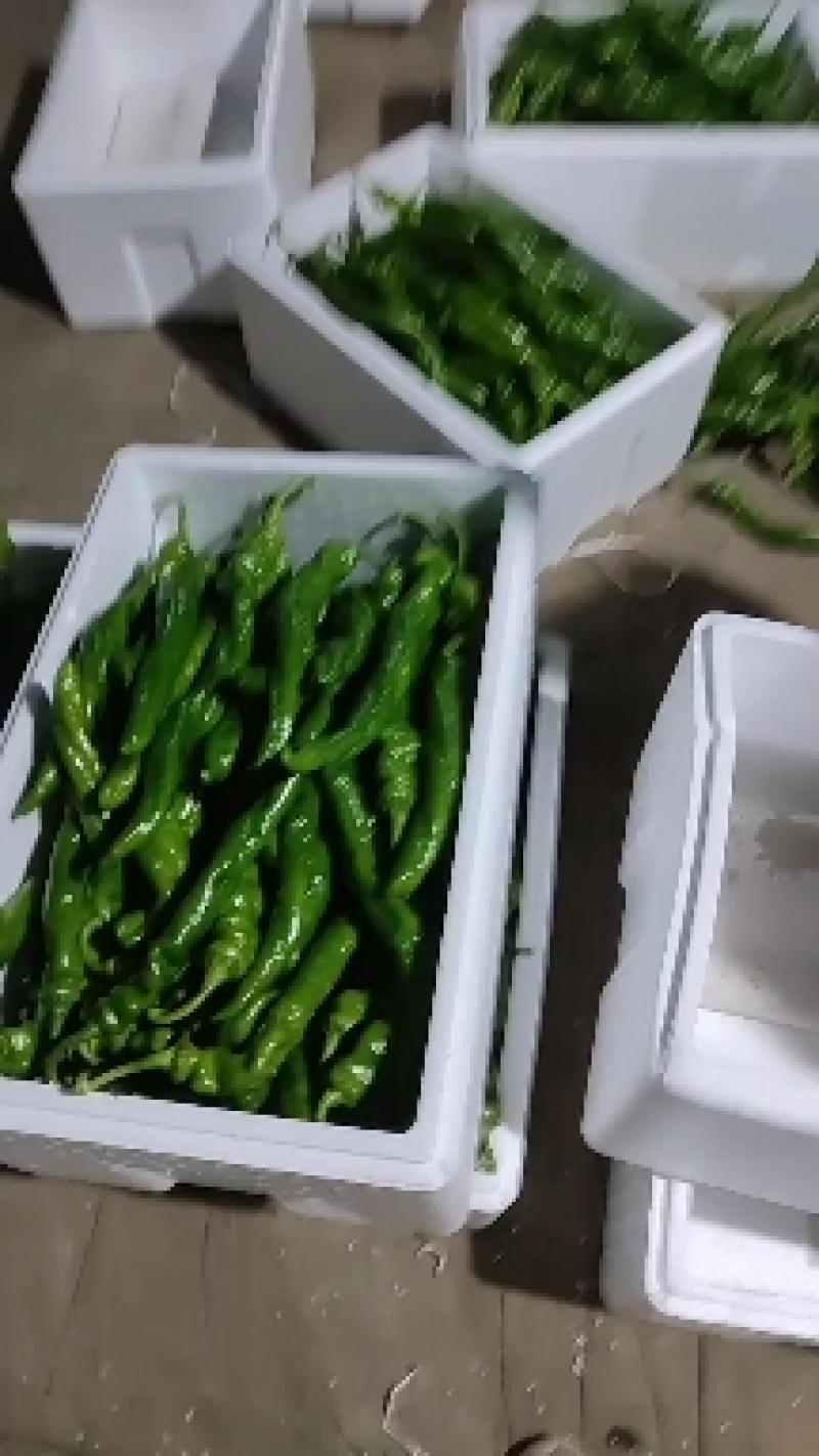 （陇椒）产地螺丝椒大量上市中（龙椒）。物美价廉。量大从优
