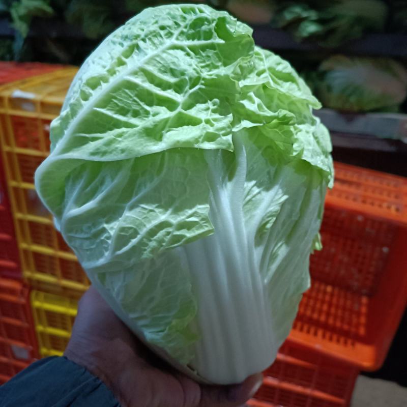 精品夏阳白，农场自产自销，质量保证，有专业打包团队
