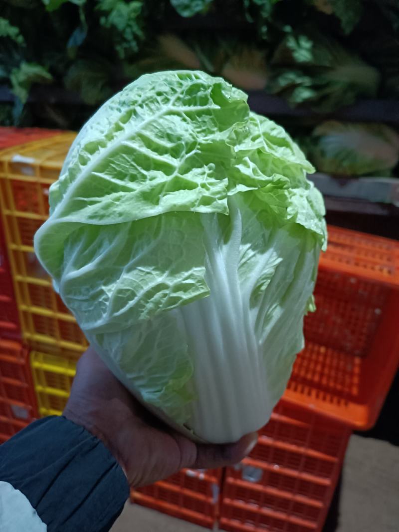 精品夏阳白，农场自产自销，质量保证，有专业打包团队