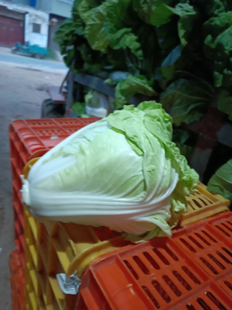 精品夏阳白，农场自产自销，质量保证，有专业打包团队