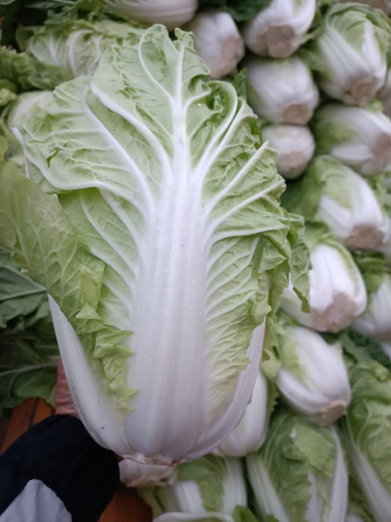 精品夏阳白，农场自产自销，质量保证，有专业打包团队