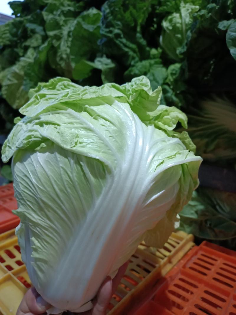 精品夏阳白，农场自产自销，质量保证，有专业打包团队