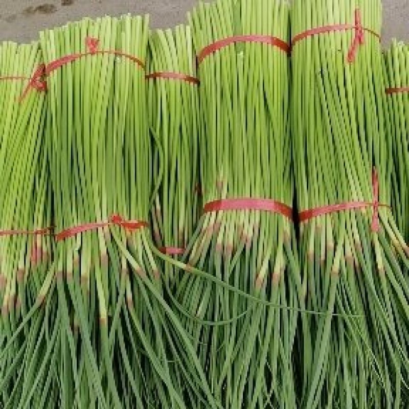 中牟县，韩寺镇，优质早熟红帽蒜苔加工中心。
