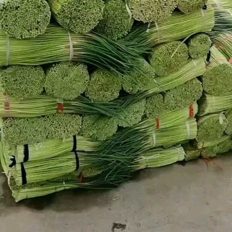 中牟县，韩寺镇，优质早熟红帽蒜苔加工中心。