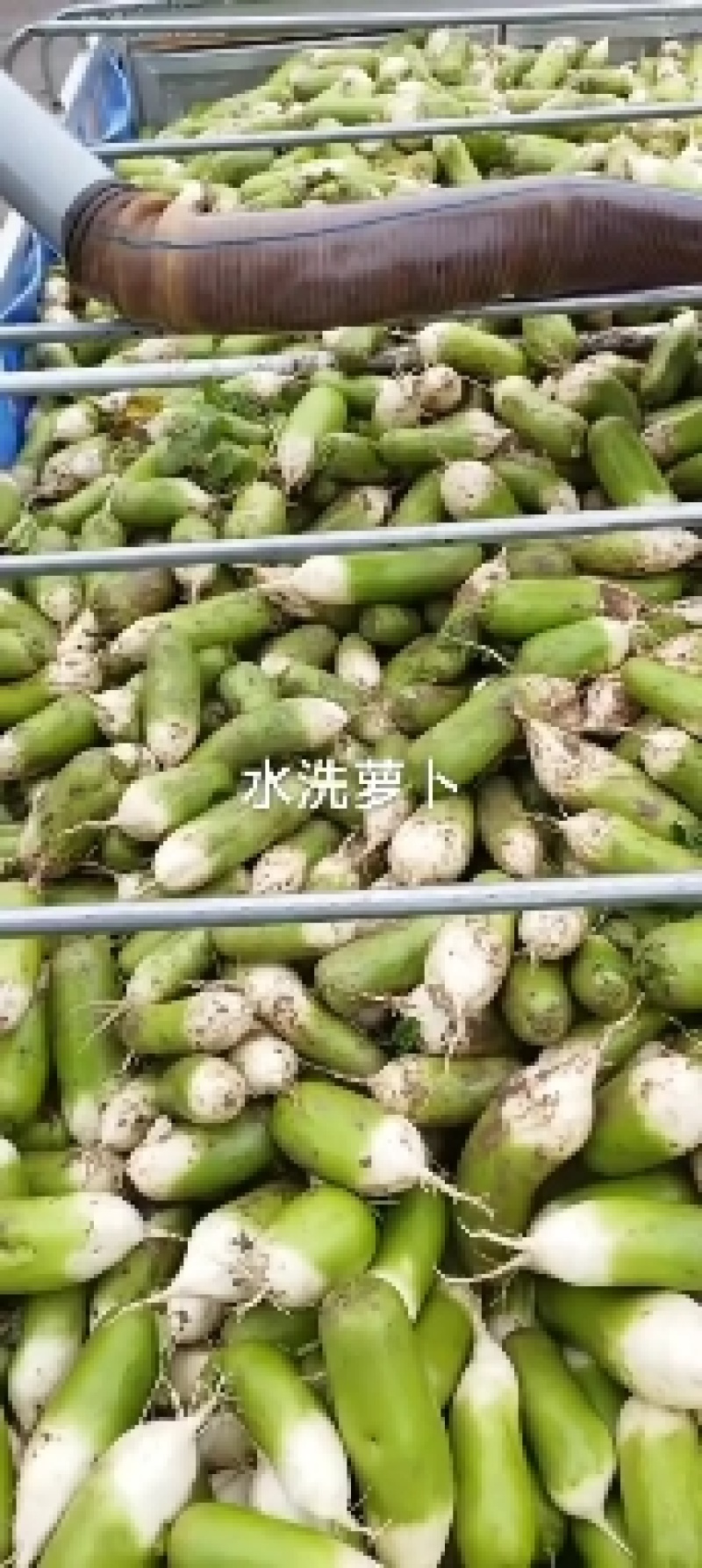 791萝卜1~1.5斤起