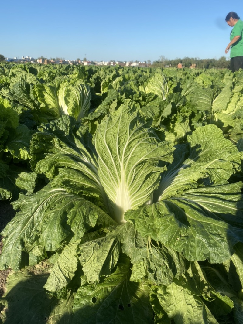 白菜义和小秋，大量上市。