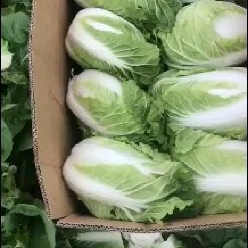 夏阳白菜，品质保证，产地直发，价格优惠，诚信经营