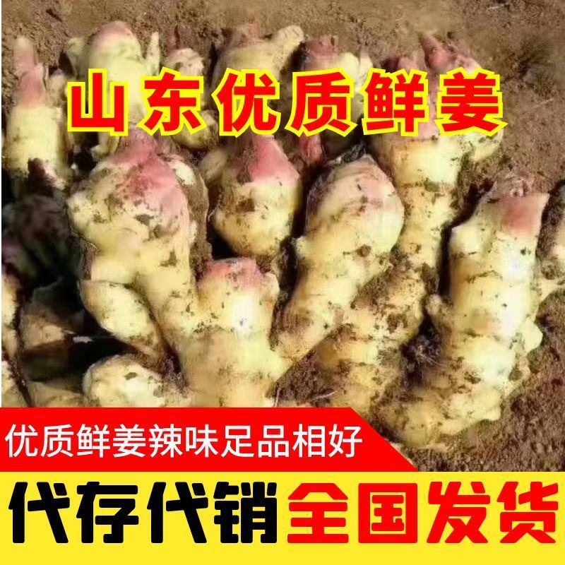 山东红芽鲜姜大量上市销售，代储存代销，品质好，价格便宜