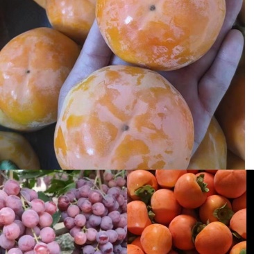 阳丰脆柿，火葫芦，水晶柿红提