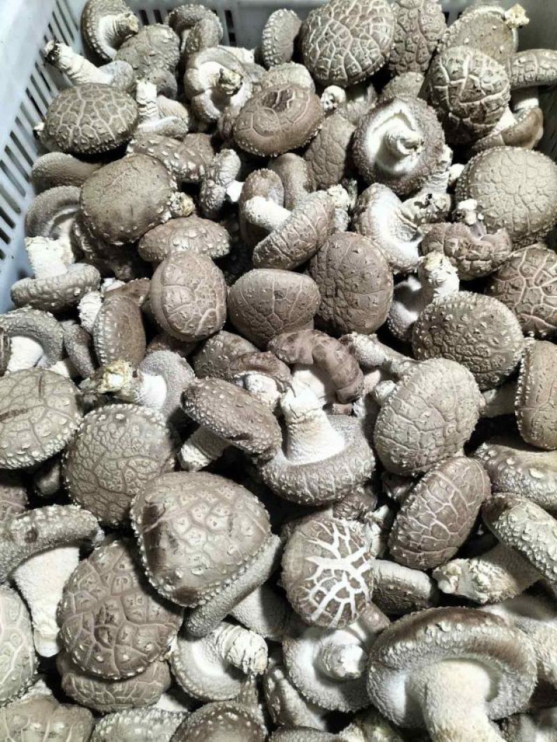 精品鲜香菇-808香菇基地直供全国发货货源充足
