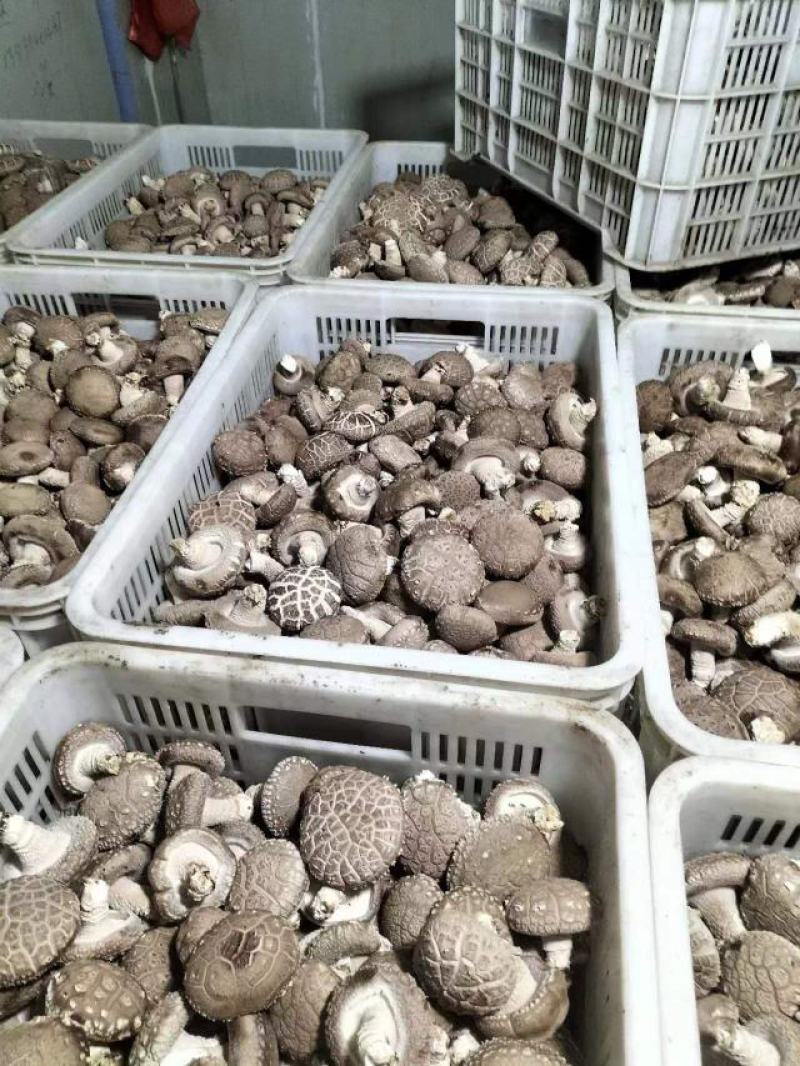 精品鲜香菇-808香菇基地直供全国发货货源充足
