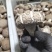 精品鲜香菇-808香菇基地直供全国发货货源充足