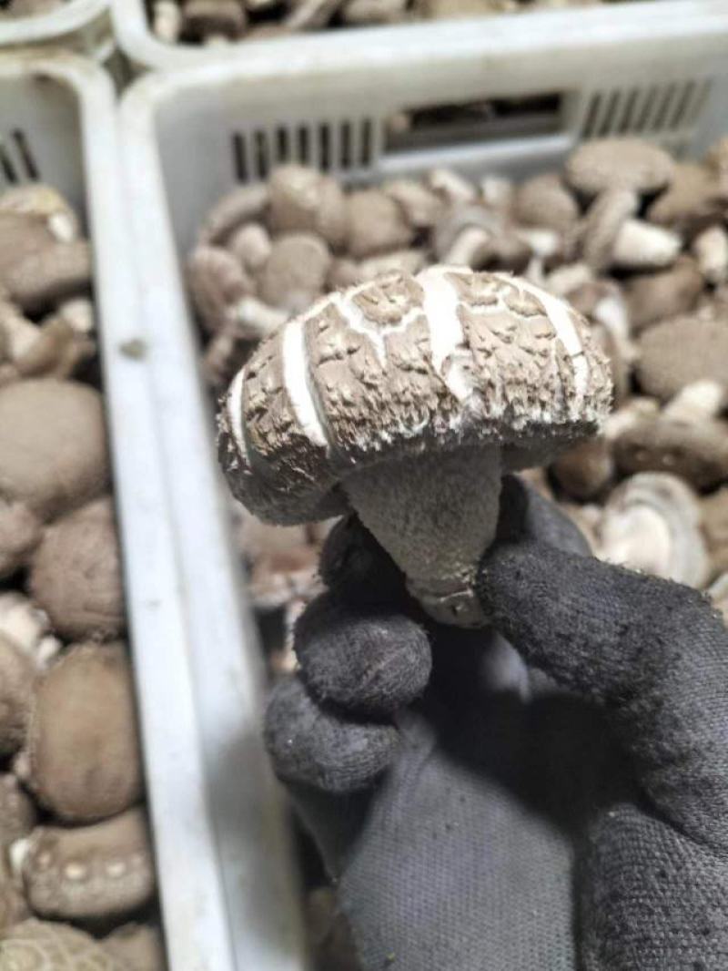 精品鲜香菇-808香菇基地直供全国发货货源充足