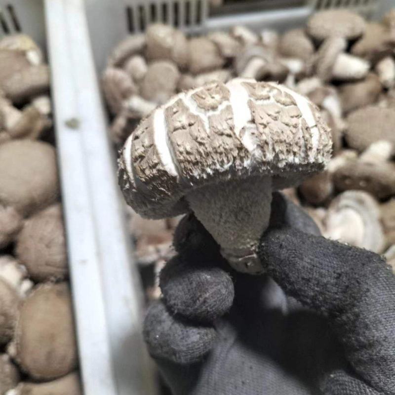精品鲜香菇-808香菇基地直供全国发货货源充足