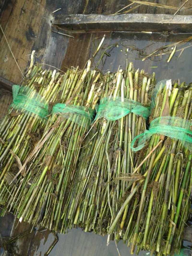 芦苇，白洋淀野生抗寒芦苇包成活！可开发票包施工等