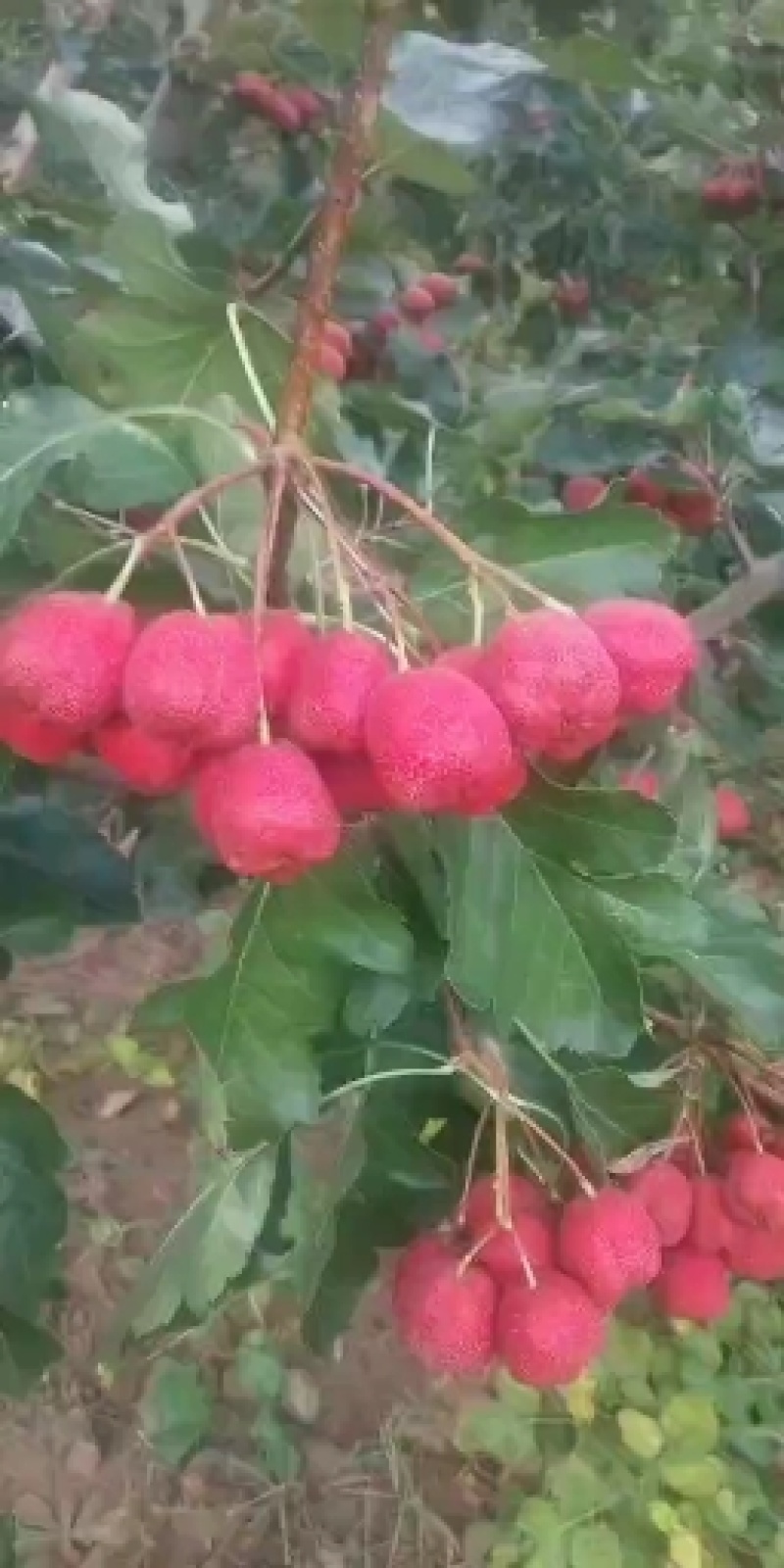 南流泉甜红子山楂，香甜可口，老少皆宜，价格美丽，欢迎咨询
