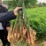 鲜姜批发鲜姜大量供应《代收代存》入库洗姜农户一手货源
