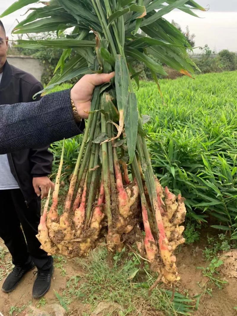 鲜姜批发鲜姜大量供应《代收代存》入库洗姜农户一手货源
