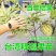台湾释迦果树苗佛头果嫁接凤梨番荔枝苗南北方种植盆栽地栽