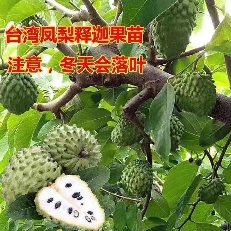台湾释迦果树苗佛头果嫁接凤梨番荔枝苗南北方种植盆栽地栽
