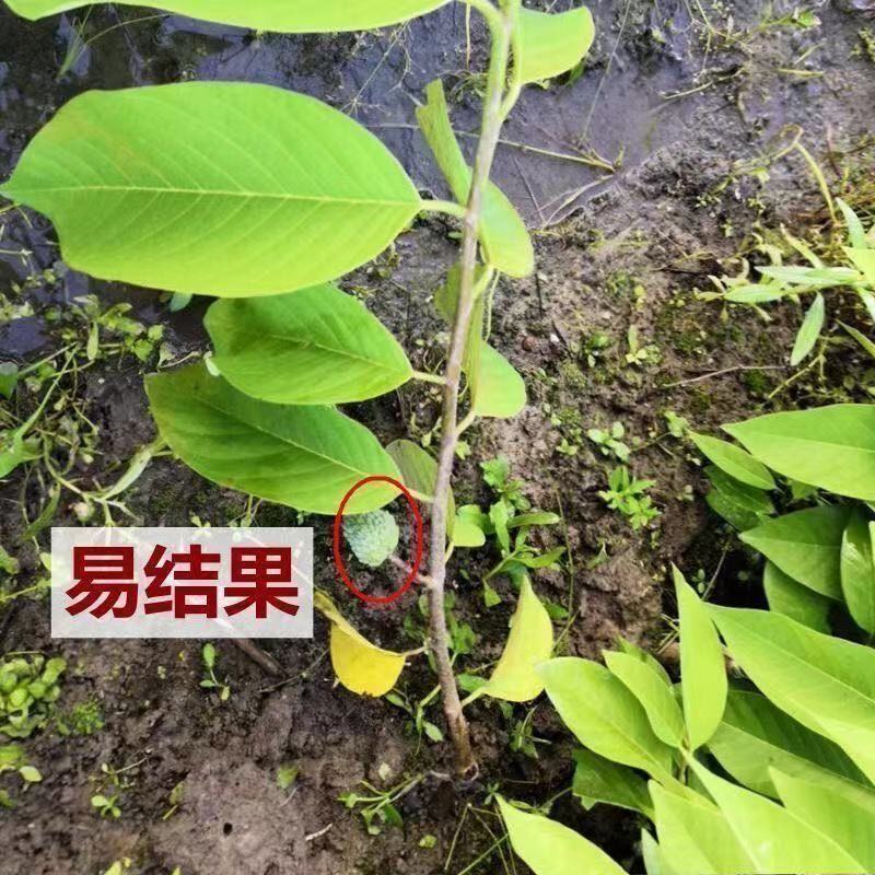 台湾释迦果树苗佛头果嫁接凤梨番荔枝苗南北方种植盆栽地栽