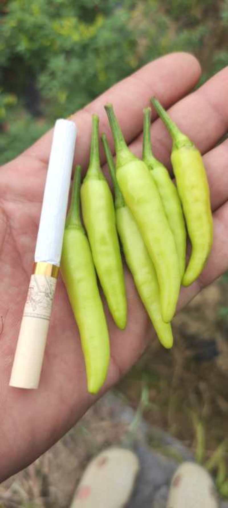 白米椒，野山椒，广西白米椒，批发，一件代发欢迎咨询下单