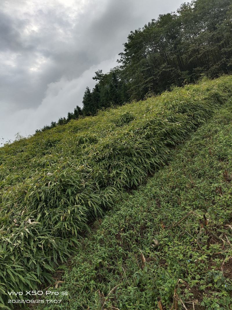 基地直供，没有中间商。