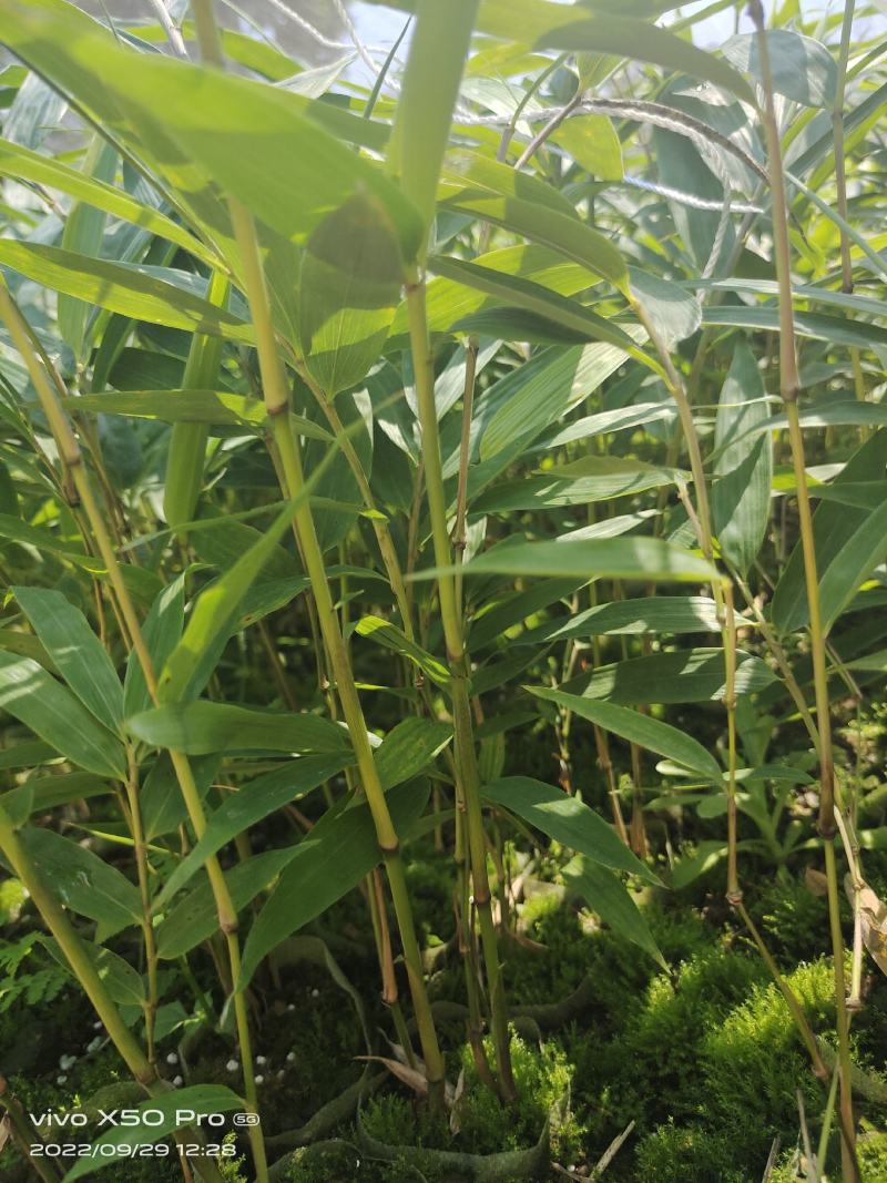 基地直供，没有中间商。