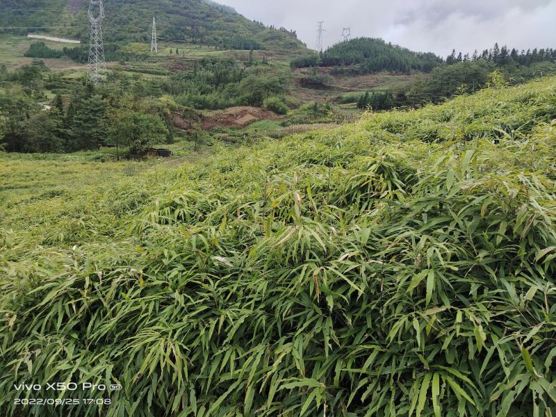 基地直供，没有中间商。