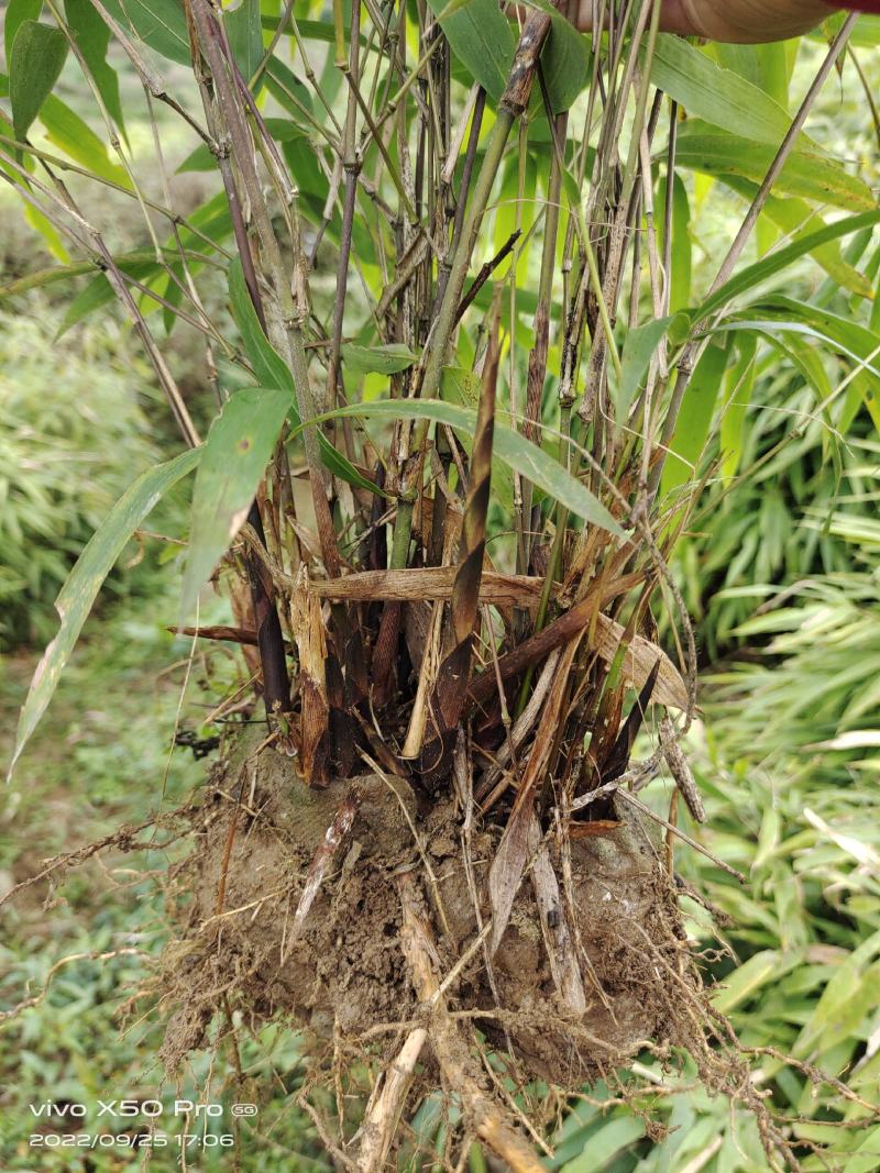 基地直供，没有中间商。