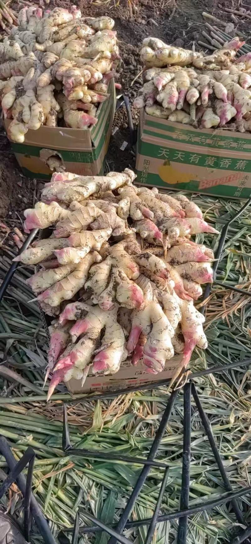 鲜姜批发鲜姜大量供应《代收代存》入库洗姜农户一手货源