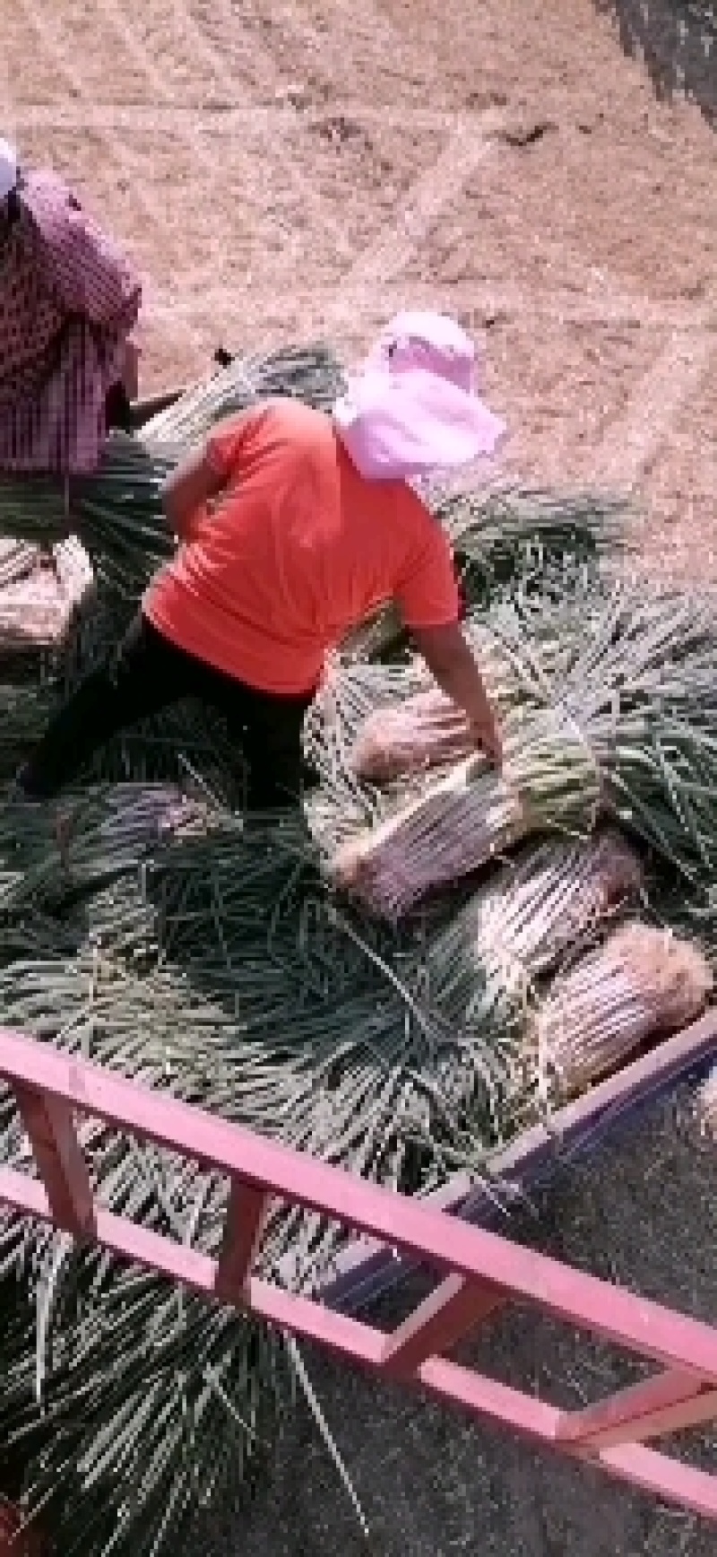 滑县长白大葱开始大量上市了，热烈欢迎四海宾客前来洽谈业务
