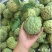 台湾释迦果树苗佛头果嫁接凤梨番荔枝苗南北方种植盆栽地栽