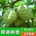 台湾释迦果树苗佛头果嫁接凤梨番荔枝苗南北方种植盆栽地栽