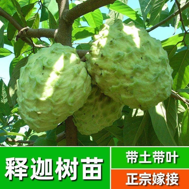 台湾释迦果树苗佛头果嫁接凤梨番荔枝苗南北方种植盆栽地栽