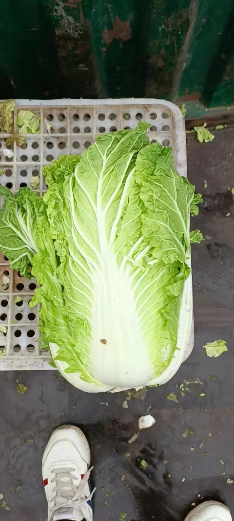 义和秋白菜安丘大白菜冬储白菜商超市场加工厂一件代发