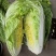 义和秋白菜安丘大白菜冬储白菜商超市场加工厂一件代发