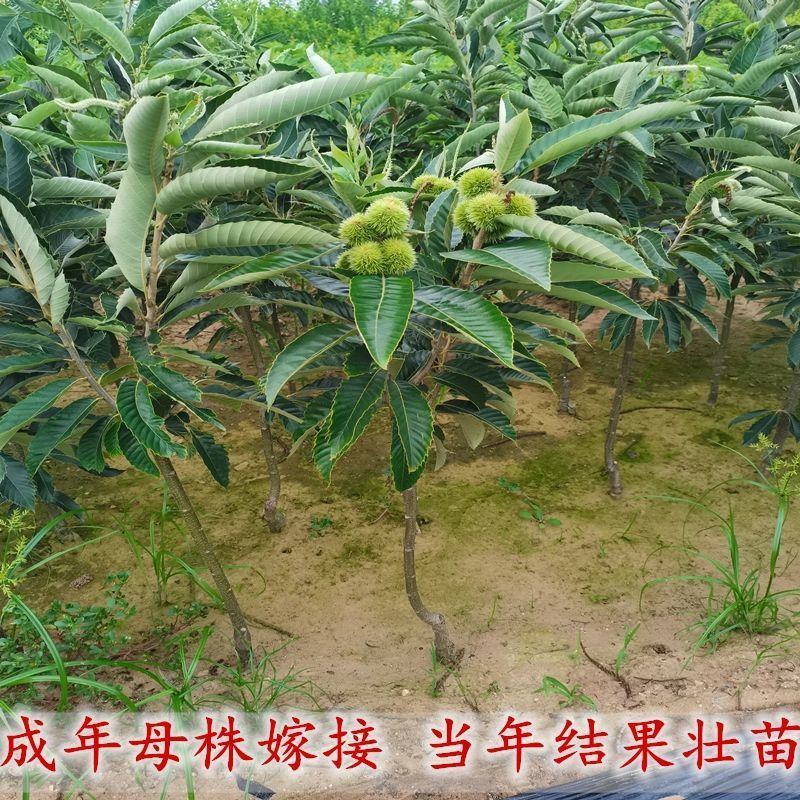 迁西板栗树苗嫁接板栗苗南北方种植当年结果锥栗苗