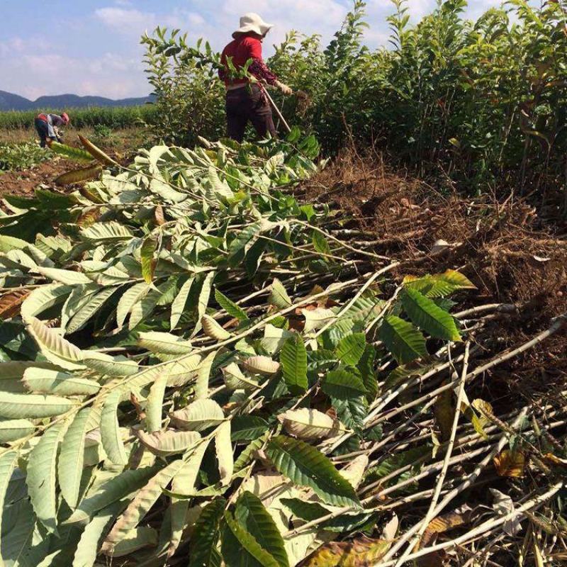 特大油栗嫁接苗南北方种植板栗树苗当年结果板栗苗