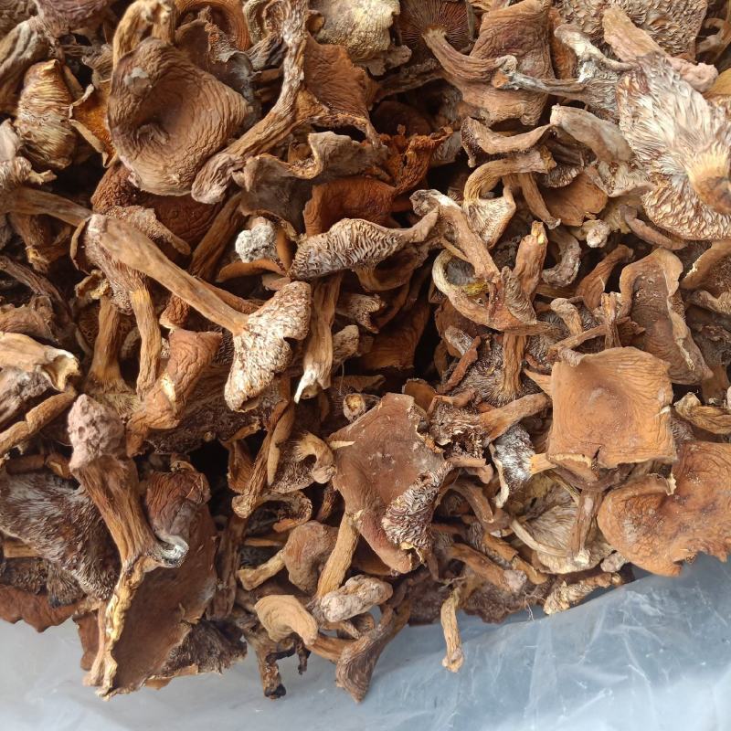 云南普洱野生奶浆菌_干货