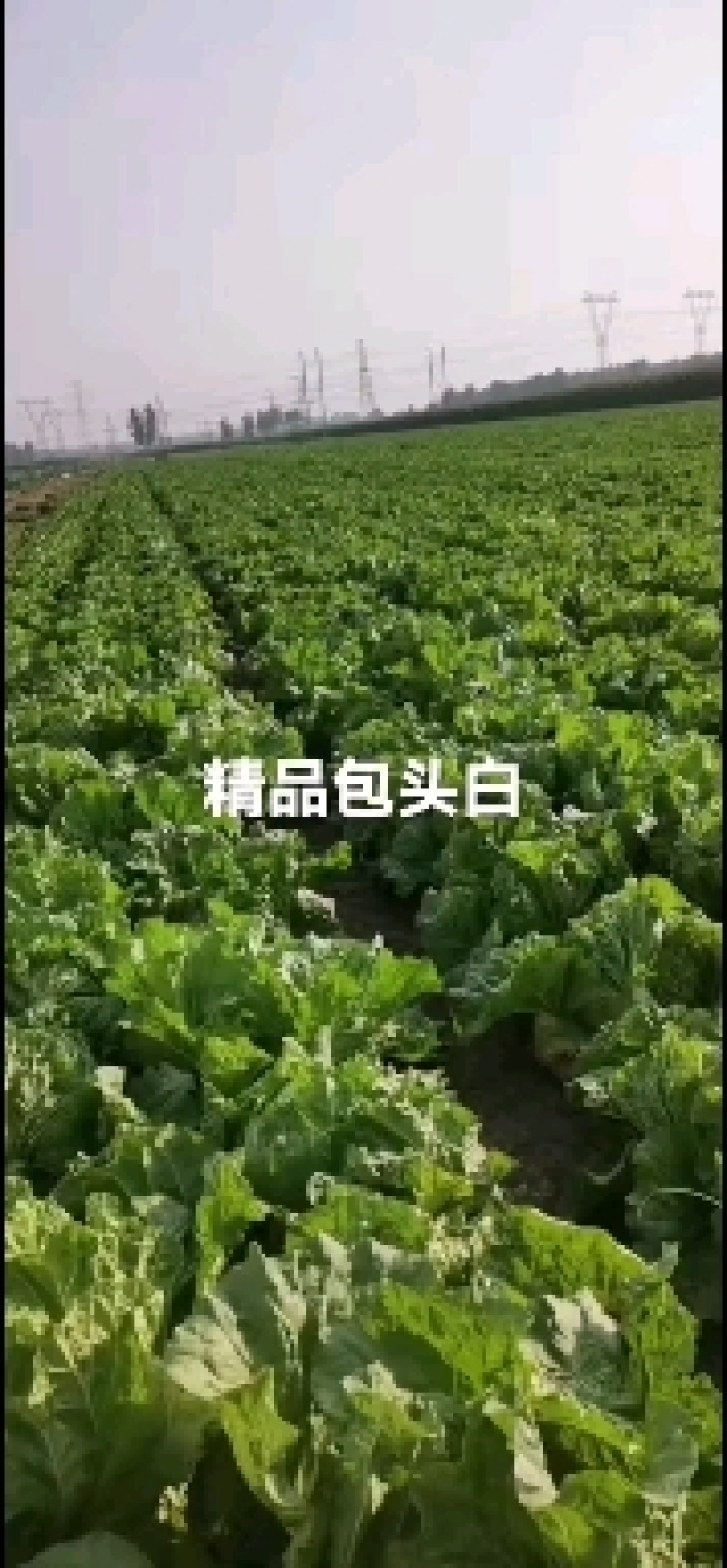 包头白菜