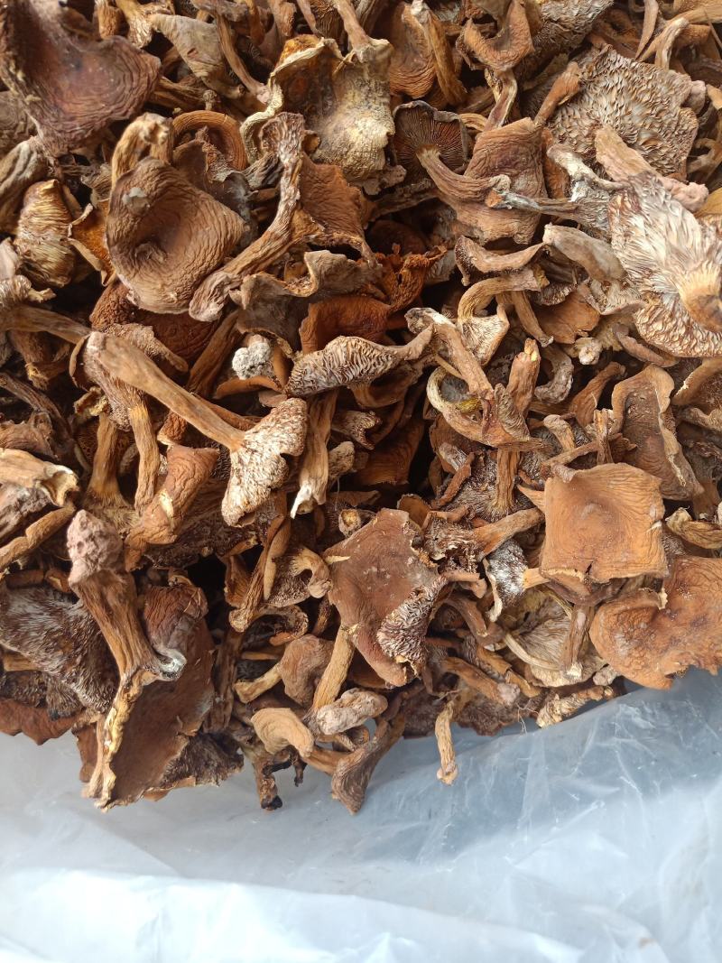 云南普洱野生奶浆菌_干货