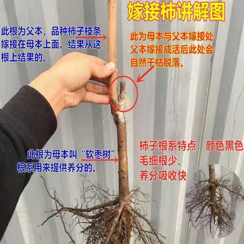 脆甜柿子树苗嫁接柿子苗南北方种植当年结果柿树苗