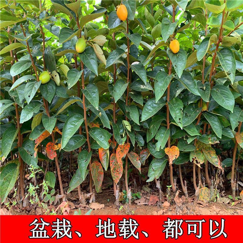 台湾脆柿子嫁接苗南北方种植柿子树苗当年结果柿树苗