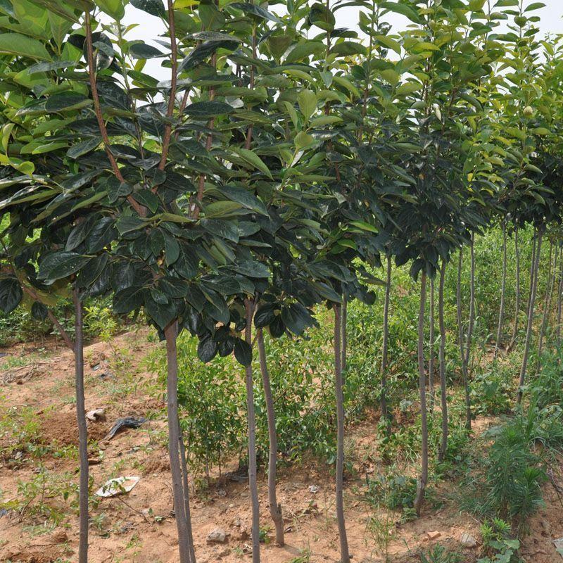 台湾脆柿子嫁接苗南北方种植柿子树苗当年结果柿树苗