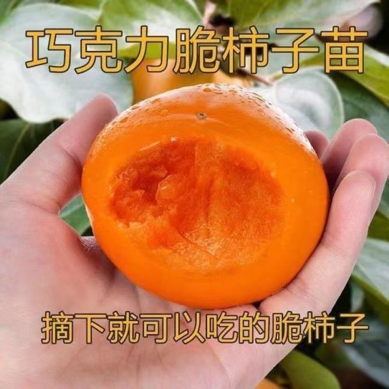 巧克力脆柿子苗嫁接柿子树当年结果南北方种植柿树