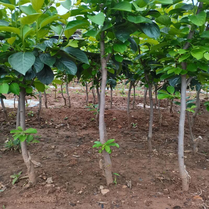 巧克力脆柿子苗嫁接柿子树当年结果南北方种植柿树