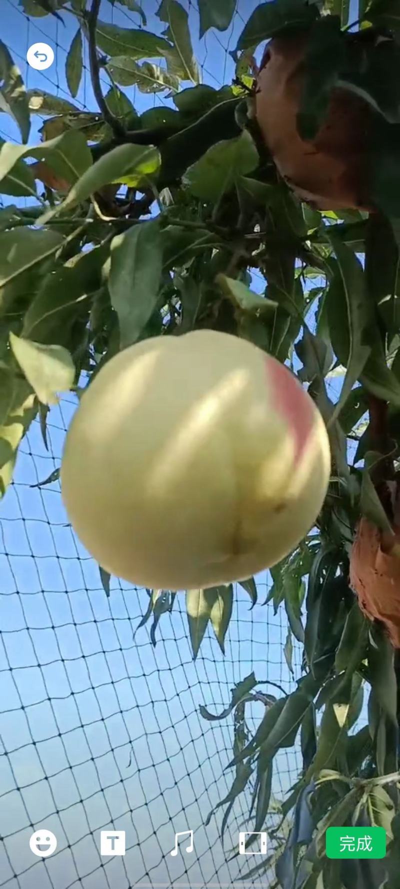 最新上市映霜红硬桃