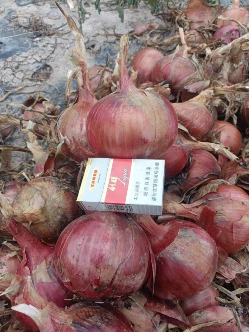 红皮洋葱～大红～临沂红皮洋葱紫皮洋葱黄皮洋葱