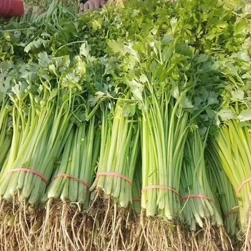 山东聊城，精品香芹，产地直供，货源充足，全国代发